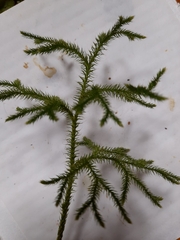 Lycopodium deuterodensum