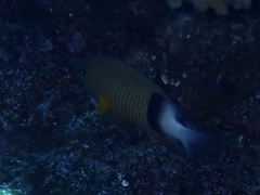 Plectroglyphidodon dickii