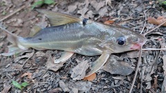 Pimelodus blochii