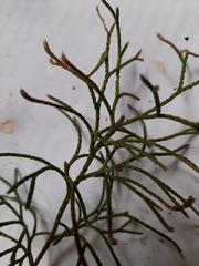 Lycopodium deuterodensum