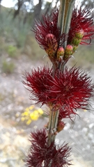 Allocasuarina verticillata