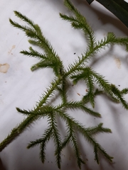 Lycopodium deuterodensum