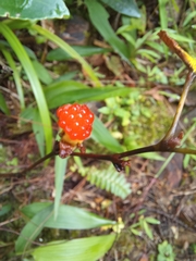 Rubus formosensis
