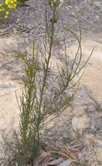 Allocasuarina verticillata