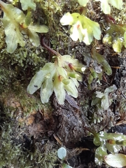 Symphyogyna hymenophyllum