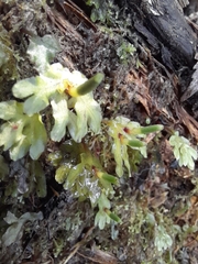 Symphyogyna hymenophyllum