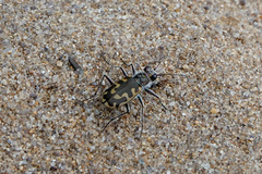 Cicindela hirticollis