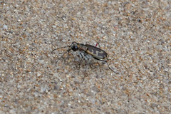 Cicindela hirticollis