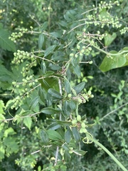 Ligustrum quihoui