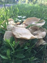 Hohenbuehelia petaloides