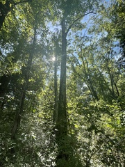 Betula alleghaniensis
