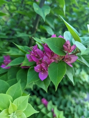 Bougainvillea glabra