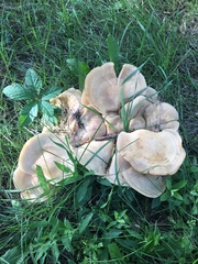 Hohenbuehelia petaloides