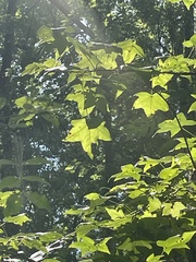 Betula alleghaniensis