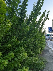 Bougainvillea glabra