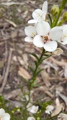 Cyanothamnus coerulescens