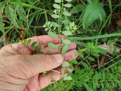 Phyllanthus caroliniensis