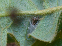 Aceria mackiei