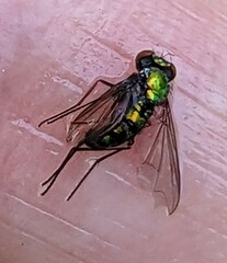 Condylostylus longicornis