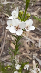 Cyanothamnus coerulescens