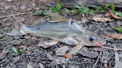 Pimelodus blochii