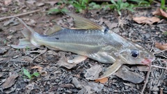 Pimelodus blochii