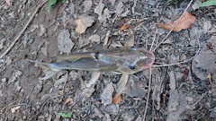 Pimelodus blochii