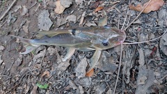 Pimelodus blochii