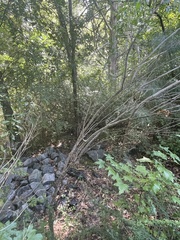 Baccharis halimifolia