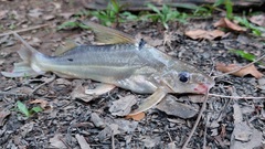 Pimelodus blochii