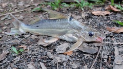 Pimelodus blochii