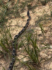 Pantherophis spiloides