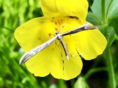 Gillmeria pallidactyla