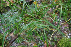 Glyceria striata