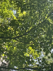 Acer floridanum