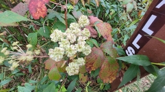 Angelica triquinata