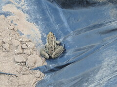 Lithobates forreri