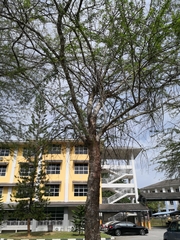 Pithecellobium dulce