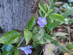 Ruellia prostrata