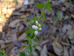 Vaccinium myrsinites