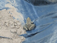 Lithobates forreri