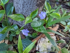 Ruellia prostrata