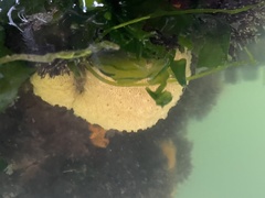 Botrylloides violaceus