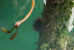 Mesocentrotus franciscanus