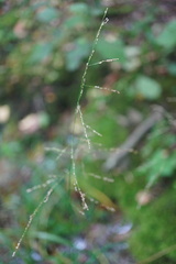 Glyceria striata