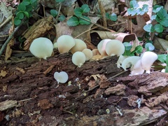 Crepidotus stipitatus