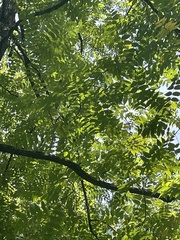 Juglans nigra