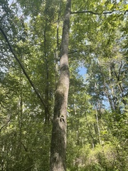 Juglans nigra