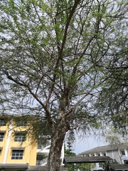 Pithecellobium dulce