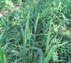 Setaria scheelei